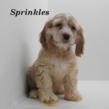 puppy, for, sale, Cocker Spaniel, Joe & Cherri  Overlease, dog, breeder, Miller, MO, dog-breeder, puppy-for-sale, forsale, nearby, find, puppyfind, locator, puppylocator, aca